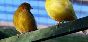 كيفية تزاوج الكناري