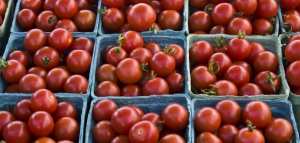 كيفية حفظ الطماطم لمدة طويلة