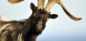 فوائد حليب الماعز