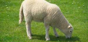 كيفية توزيع لحم العقيقة