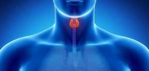 وظيفة الغدة الدرقية