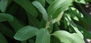 فوائد عشبة المرمية