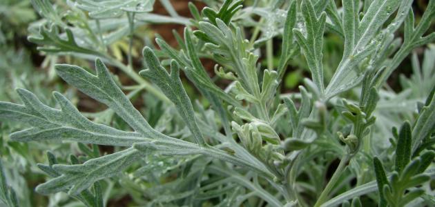 فوائد الشيح