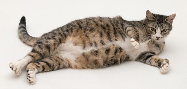 كم مدة حمل القطط