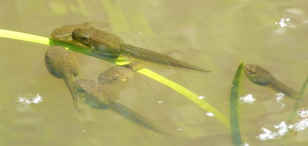 ماذا يسمى صغير الضفدع