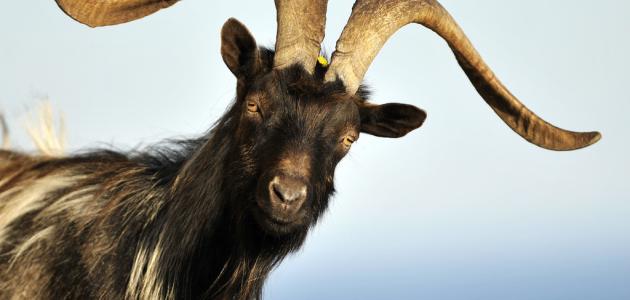 فوائد حليب الماعز