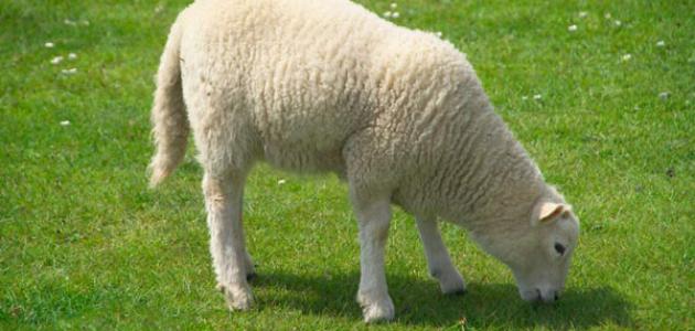 كيفية توزيع لحم العقيقة