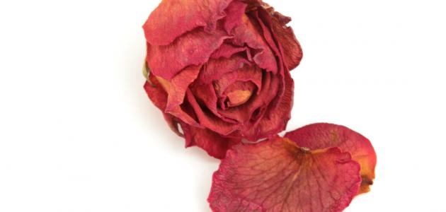 كيفية تجفيف الورد