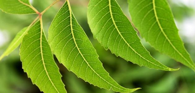 فوائد شجرة النيم للبشرة