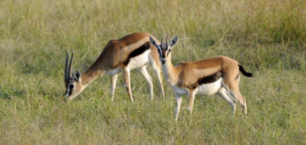 ماذا يسمى صغير الغزال