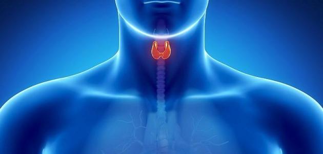 وظيفة الغدة الدرقية