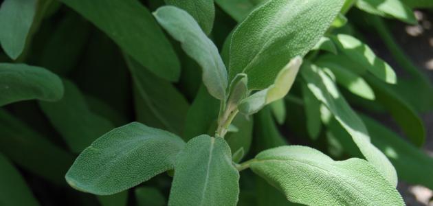 فوائد عشبة المرمية