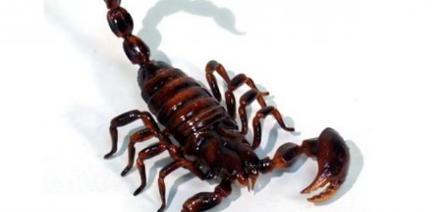 بم يتميز برج العقرب