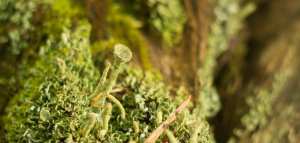 كيف تتنفس الفطريات والحزازيات