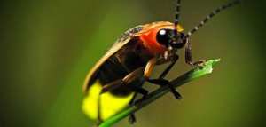 ما هو اليراع