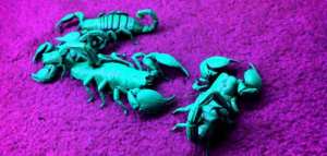 ما هي مميزات برج العقرب