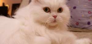 كم شهراً تحمل القطة