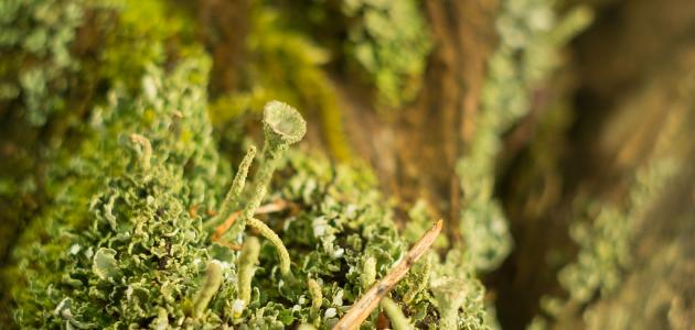 كيف تتنفس الفطريات والحزازيات