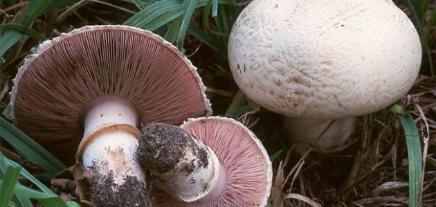 بحث عن الفطريات