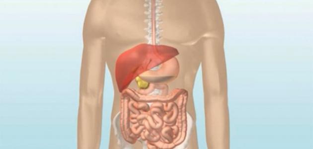 أهمية الجهاز الهضمي