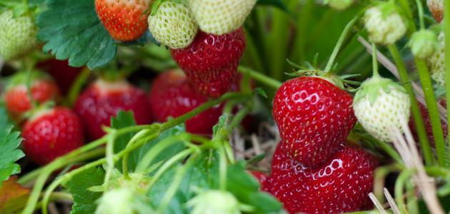 طرق زراعة الفراولة