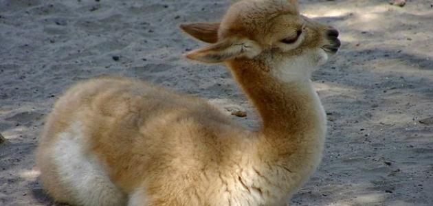 ما اسم صغير الجمل