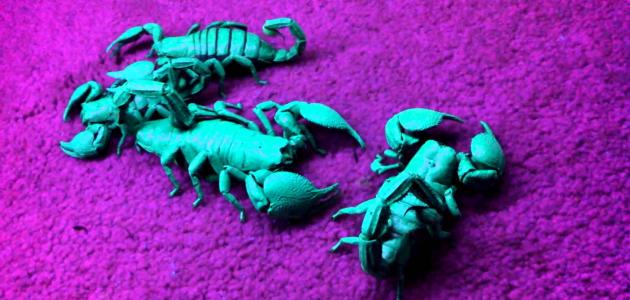 ما هي مميزات برج العقرب