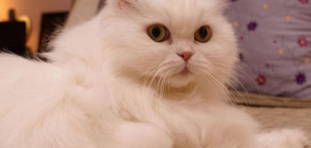 كم شهراً تحمل القطة