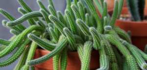 أنواع الصبار