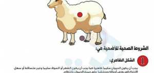 شروط أضحية عيد الأضحى