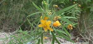 فوائد السنا مكي