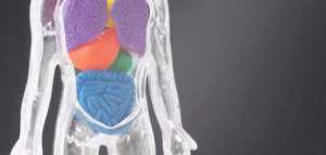 مقال علمي عن الجهاز الهضمي