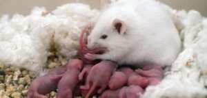 أنواع الفئران