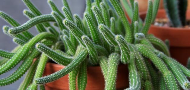 أنواع الصبار