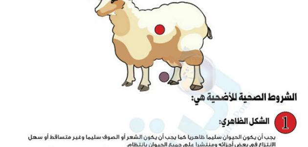 شروط أضحية عيد الأضحى