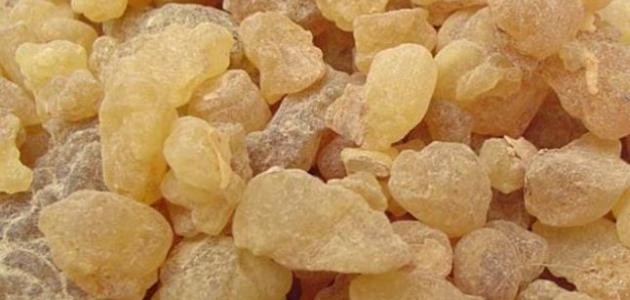 ما فوائد اللبان الذكر