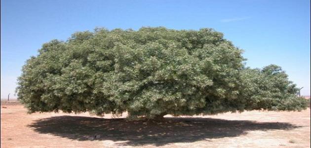 بحث حول عيد الشجرة