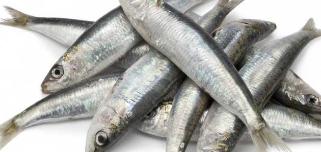 فوائد السردين للحامل