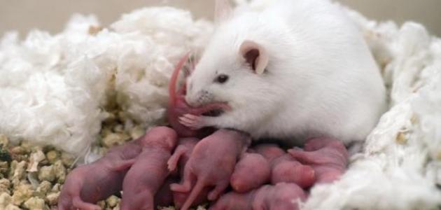 أنواع الفئران