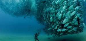 صيد أسماك التونة