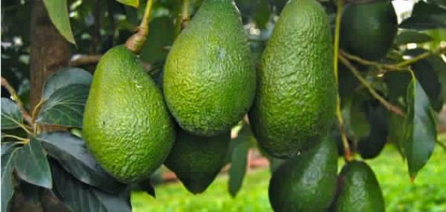 أين يزرع الأفوكادو