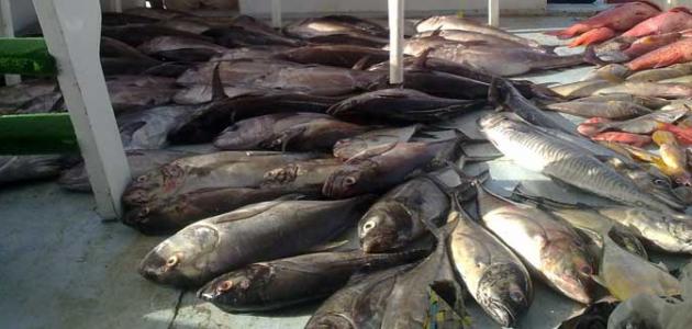 صيد السمك فى مصر