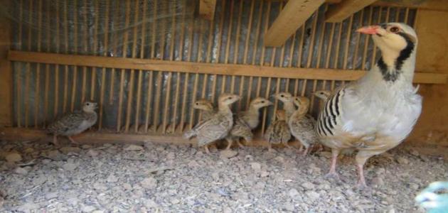 طريقة صيد الحجل