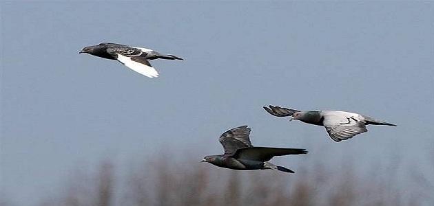 أسهل طريقة لصيد الحمام