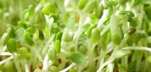 فوائد الحلبة المستنبتة