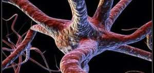 كم عدد خلايا الدماغ