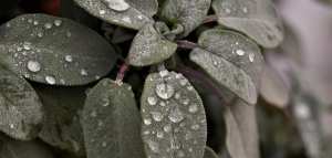 فوائد ومضار الميرمية