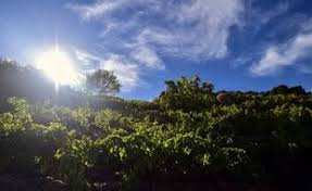 Planète (France) - Canicule: Des vignes comme «brûlées au chalumeau» dans le Gard et l’Hérault