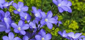 فوائد عشبة الكتان