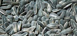 فوائد لب عباد الشمس وأضراره